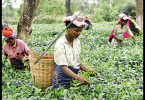The small tea farmer panel demands MSP 25 / kg