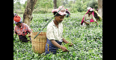 The small tea farmer panel demands MSP 25 / kg