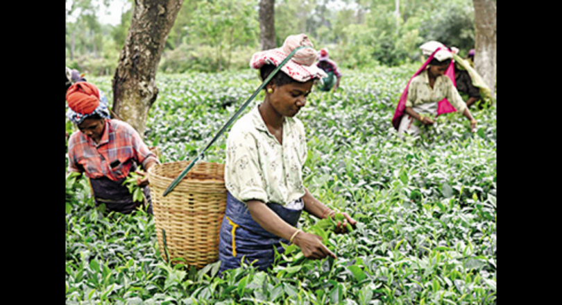 The small tea farmer panel demands MSP 25 / kg