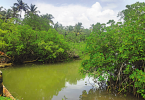 Goa: Mangrove losses can trigger coastal floods, experts say