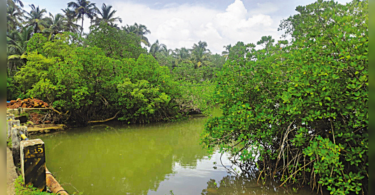 Goa: Mangrove losses can trigger coastal floods, experts say