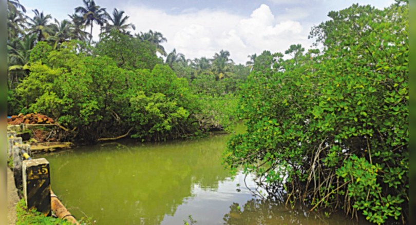 Goa: Mangrove losses can trigger coastal floods, experts say
