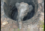 K'taka: Elephant's baby falls into the kodagu