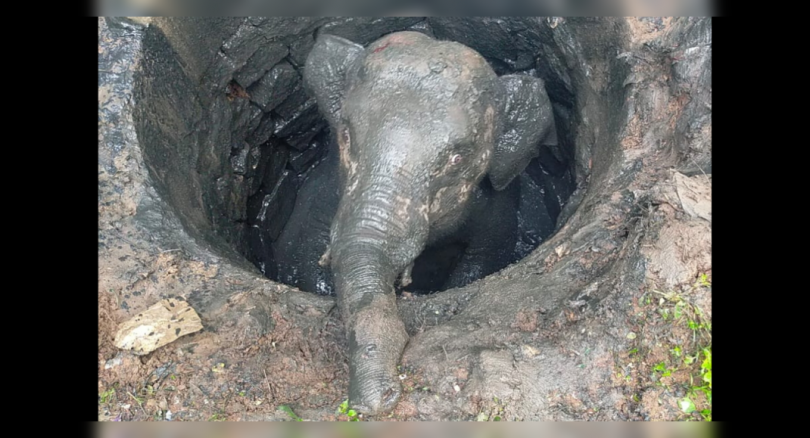 K'taka: Elephant's baby falls into the kodagu