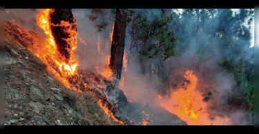 There is no life life, property in similipal fire, said Center