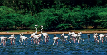 Pulikus, a potential place for tourism in Tamil Nadu, ignored