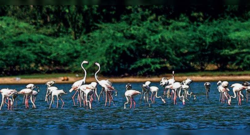 Pulikus, a potential place for tourism in Tamil Nadu, ignored