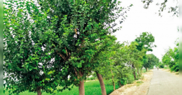 HC stops the logging of trees for widening the road