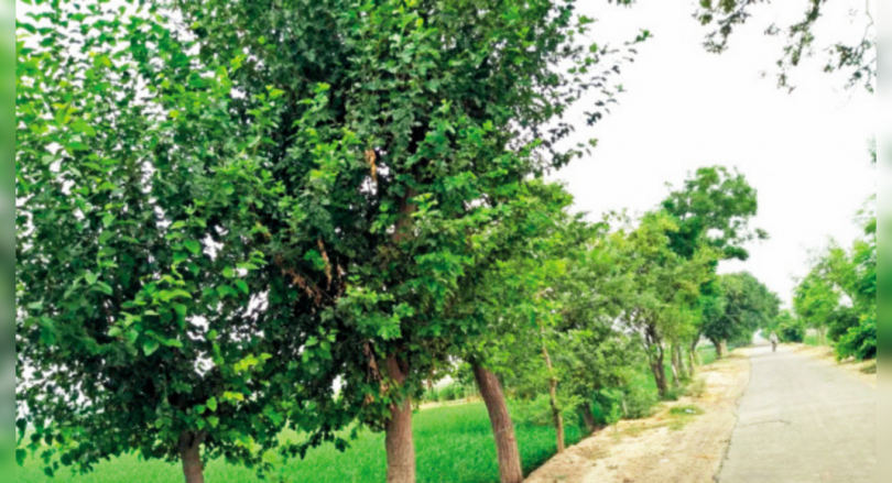 HC stops the logging of trees for widening the road