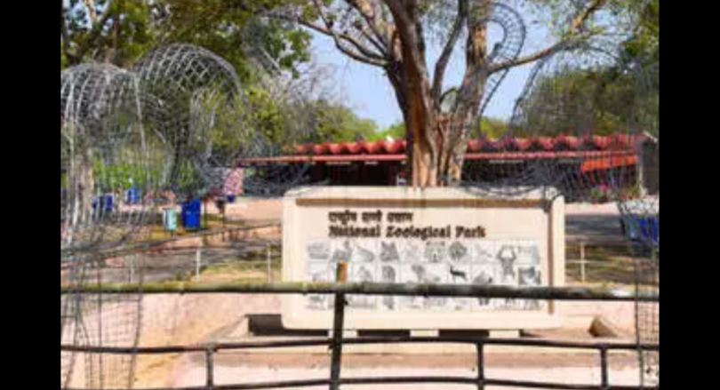 Delhi to get three lions from Gujarat for breeding purposes