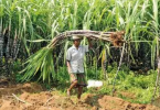 Sugar cane productivity up to four quintals per hectare