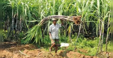Sugar cane productivity up to four quintals per hectare