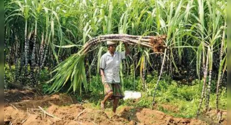 Sugar cane productivity up to four quintals per hectare