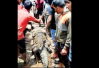 Afraid of reptiles made the villagers affected by flooding back home