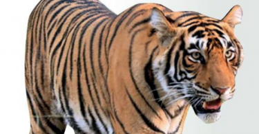 Tiger reserves above can be fun immediately for ecotourism