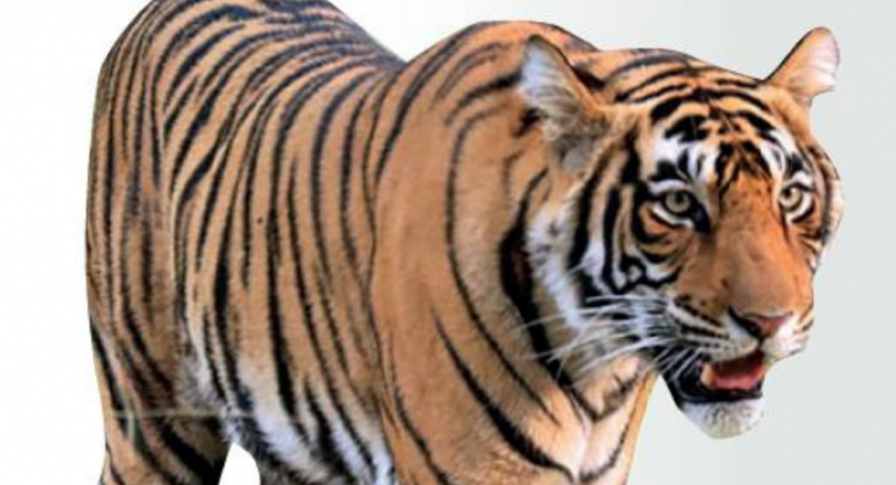 Tiger reserves above can be fun immediately for ecotourism