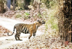 Tiger is the biggest victim if the human-animal conflict is on