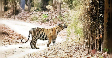 Tiger is the biggest victim if the human-animal conflict is on