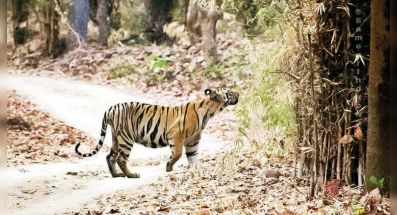 Tiger is the biggest victim if the human-animal conflict is on