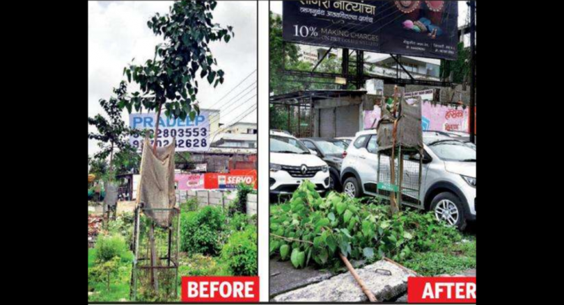 Once again the tree was cut in the Nagpur to hoard, activists demanded the transfer of the board