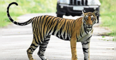 Burning Bright: Assam Tiger Count Touches 200