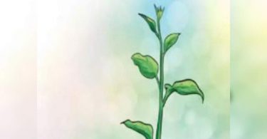 Punjab: Administration Ludhiana launched Mega Plantation Drive