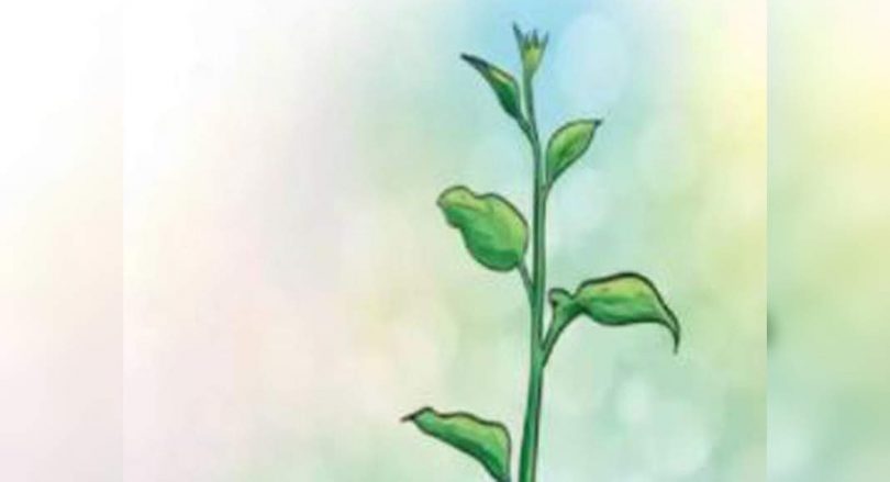 Punjab: Administration Ludhiana launched Mega Plantation Drive