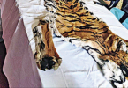 Police eTurnagaram caught 2 tiger skin smugglers