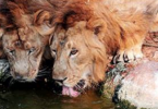 8 new satellite habitats for lions are planned in Gujarat