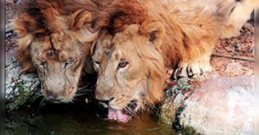 8 new satellite habitats for lions are planned in Gujarat