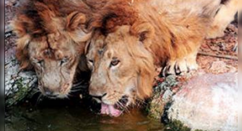 8 new satellite habitats for lions are planned in Gujarat
