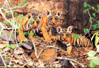 Global Tags: Ranthambore Tiger Reserve failed to provide data
