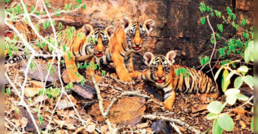 Global Tags: Ranthambore Tiger Reserve failed to provide data