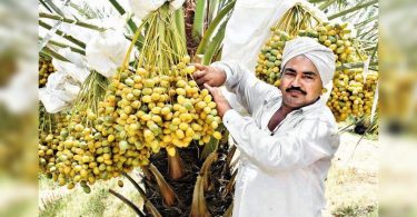 The stories of dating to rich inspire Bansaskantha tiller