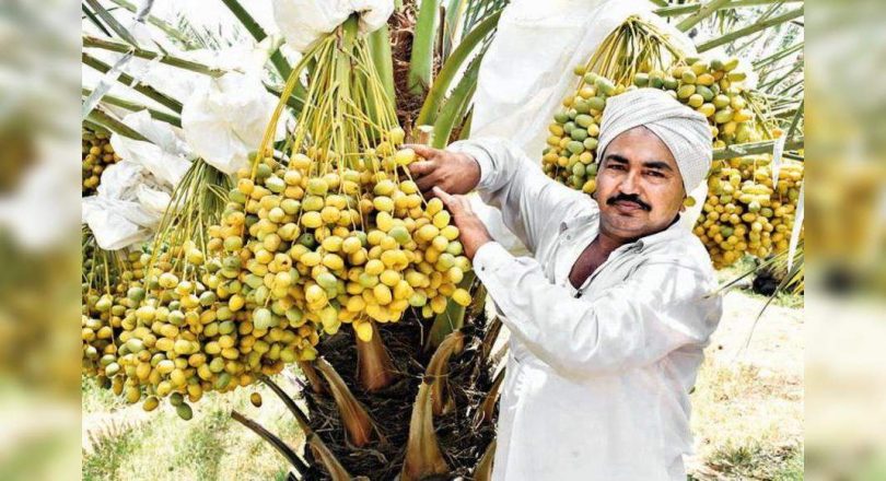 The stories of dating to rich inspire Bansaskantha tiller