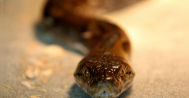 Austria will surprise his life when Python bit him in the toilet