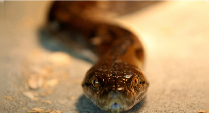 Austria will surprise his life when Python bit him in the toilet