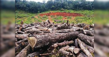 In 1 year, Goa is transferred near 150 hectares forest land for power projects