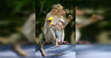 The first case of MonkeyPox was detected in the Texas resident