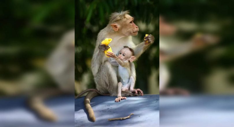 The first case of MonkeyPox was detected in the Texas resident