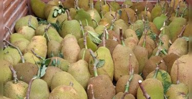 Term Tripura made it to the German market