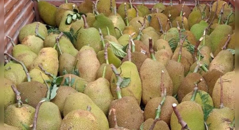 Term Tripura made it to the German market