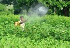 The Agri Dept field office can recommend banning five pesticides