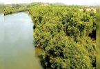 Mangrove Goa has unique food and medicines, needs management
