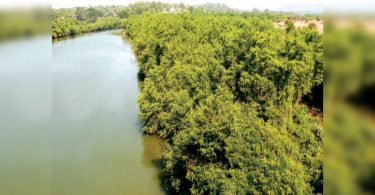 Mangrove Goa has unique food and medicines, needs management
