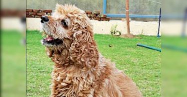 Snoopy, who has dhoni on the list of fans, retirement