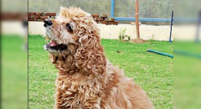 Snoopy, who has dhoni on the list of fans, retirement