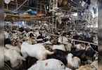 Illegal Goat Mushroom Market for Eid Bakr ...