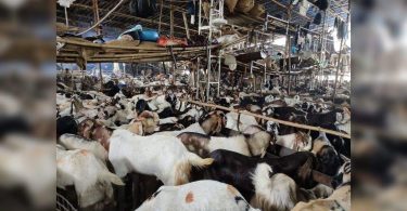 Illegal Goat Mushroom Market for Eid Bakr ...