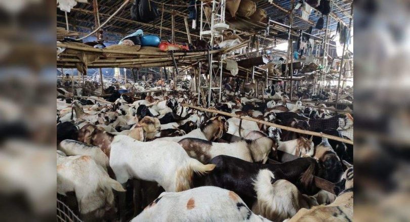 Illegal Goat Mushroom Market for Eid Bakr ...